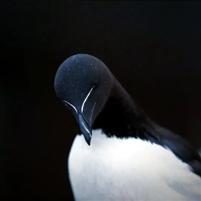 eginovski's profile picture. 