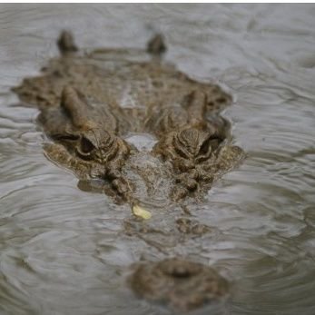 zahid8091686294's profile picture. thoughts lead to Action .