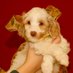 SushiTheDog (@dan_f19539) Twitter profile photo SushiTheDog (@dan_f19539) Twitter profile photo