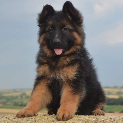 ❤️ Welcome to @gsd_loversclub
🥰 We share daily #gsd #germanshepherd contents🐕🦺🐕🐕🦺🦮🐶
🐻 Follow us if you really love gsd