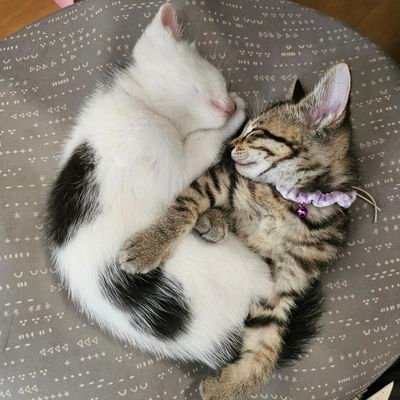 yuritsuku9256's profile picture. ほぼガンプラメインですがたまに美プラも。シンプルな加工が好きです。塗装、撮影もっと上手くなりたい。無言フォロー失礼します。人見知りな為、中々自らは喋りかけれない人です。
LUNASEA大好き　
🐉🔥🌕🎶⛩🐾໊🌐📎　🏴‍☠️☃️