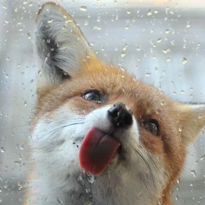 (前 🦊여우 작전계🦊 ^-,-^) 주렁주렁 달린 거 질려서 바꿈 / 비팔 알림 X 나한테 헛소리해도 난 알 수가 없음 / 4B / 여성의당 지지 / 여우 사랑함 여우를 바이럴함 여우 앞광고 뒷광고 옆광고함