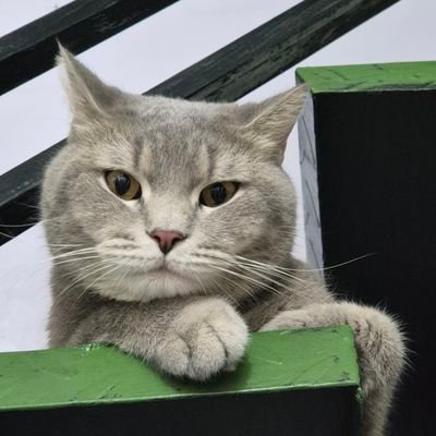 ruelosk's profile picture. A curse disguised as a blessing ✨