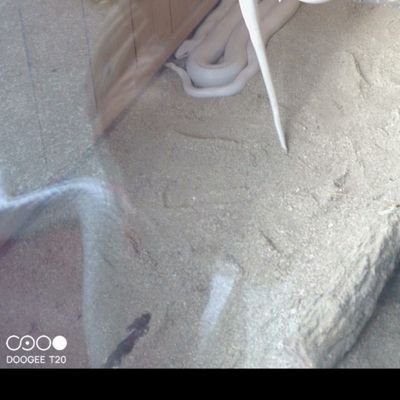 3KcNBm2QGm81996's profile picture. プロフィール画像は熊本県阿蘇町赤水、蛇石神社の御神体、本殿裏の白蛇様舎、撮影時に映り込んでいた。白蛇とは別の銀白色の蛇、鱗も見えます。（御祭神弁財天の化身）の画像です。