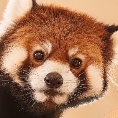 rikumo0711store's profile picture. ガチャガチャなどランダムグッズの嫁ぎ先探す垢 ランダム狂なので💵が欲しい ※やみ取引(ﾌﾟﾚ値設定)もあるので嫌な方はﾌﾞﾛｯｸ推奨※ どなた様もご利用OK、レッパン推しとわかるとなお良い✨