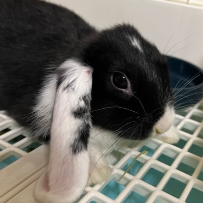 初めてうさぎ♂を飼いました🐰 牛みたいなウサギに一目惚れ🫶とにかくかわいい♥️ 2025年4月産まれのホーランドロップです🐄⸒⸒無言フォロー失礼します🙇🏻♀️՞