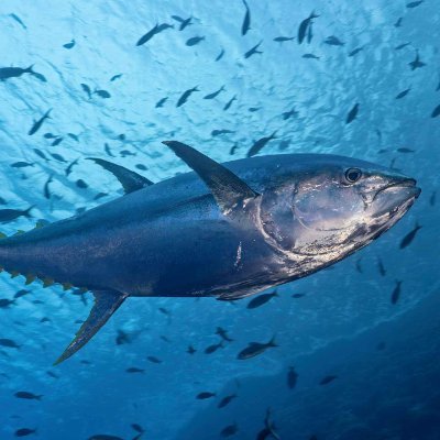 Fish from the North Sea
My mind is in NS, My body is in Portugal.
Private views from JC
(deleted some posts after some time)
Help Ukraine on @GoodBreadKyiv