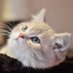 キャット (@bakamitaineko) Twitter profile photo キャット (@bakamitaineko) Twitter profile photo
