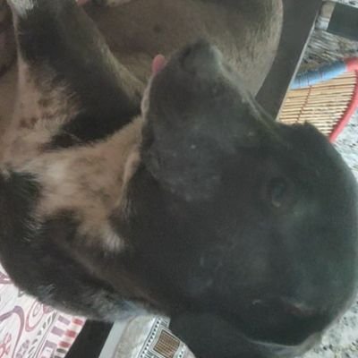 schafjet1's profile picture. done medical studies 🕊️🕊️⛑️⛑️
fan of dogs love my juno 😍😍🦁🦁

                                          diet is for pus$$y real men exercise to weight loss