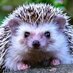 Hedgehog Haven (@hedgehoghaven25) Twitter profile photo Hedgehog Haven (@hedgehoghaven25) Twitter profile photo