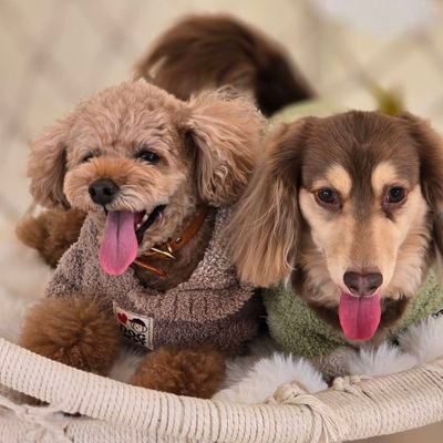 takk32942422's profile picture. ２児🐶🐶の父してます。
無言でフォローしちゃいます、すみません。
長男タイニープードルのショコラ♂
次男ミニチュアダックスフントのモカ♂
ショコラは2018年6月生まれ。
モカは2019年1月生まれ。
関西（特に近畿）でワンズ🐶🐶とお出掛け出来るオススメな場所が知りたいです！