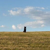 GSD (@_gsd_1) 's Twitter Profile