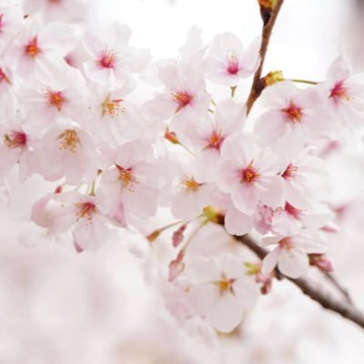 ✨他人の不幸の上に自分の幸福を築かない✨差別分断さようなら👋/🍚/元不登校中学生・現役不登校小学生おります