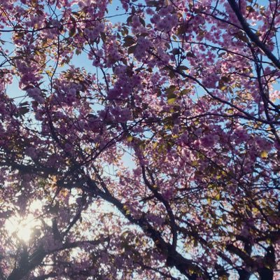 Atlantideum's profile picture. A crowd of roosters can extinguish even a lion