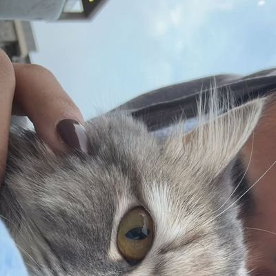 L0kii88's profile picture. fabricated fairytales.