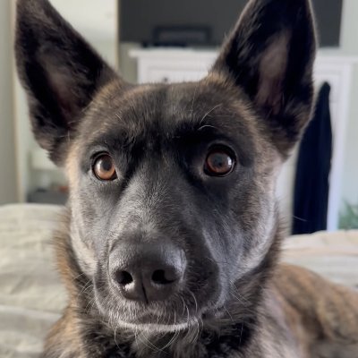 👑 Princess of Hyruff. 🛡️ Protector of the Tribone. 🪄 Wielder of the Master Stick. 📦 She will not rest until Deliverymanondorf is vanquished.