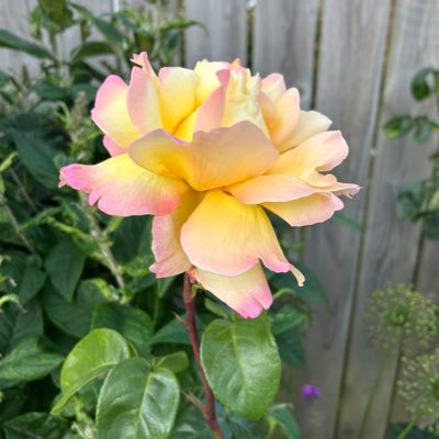 CJOHunter's profile picture. 