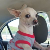 Halo102 (@hal0_1o2) 's Twitter Profile