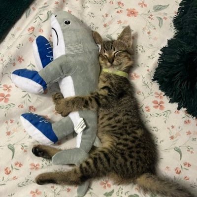 lemonscotts's profile picture. 