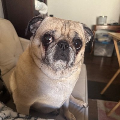 K9Larry's profile picture. US Marine, #Resister, Dog Whisperer Extraordinaire , Poet, Rapscallion and all around Bon Vivant