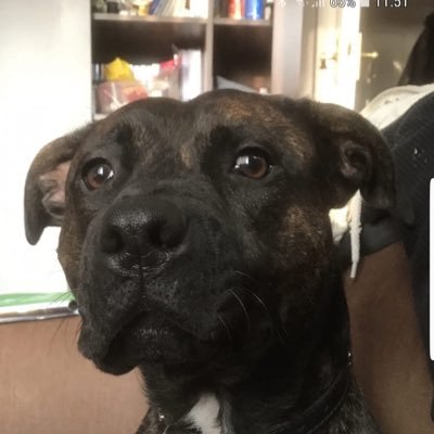 SnapskiKnee's profile picture. Barnsley fc. Castleford Tigers. Easily Offends.