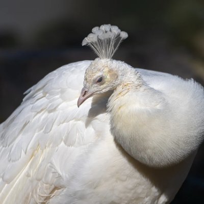 tullercct90627's profile picture. 