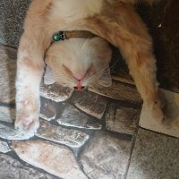 Sumpitmieayam (@nextimeya) 's Twitter Profile