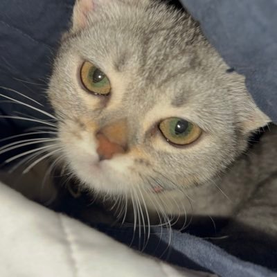 J_Crills's profile picture. 