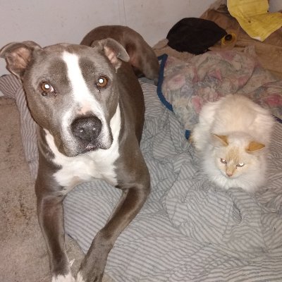 master at arms CV-61 80 ,81, im not a bot as so many think i im, lol , i write songs and there at catmanrescue1@youtube, married. i have a rescue working