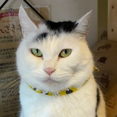 アイコンは、湯原温泉ミュージアムの保護猫・マロ、ヘッダーは同ウラです 彼女達が居る湯原温泉を勝手に応援中 鐵道/ミリタリー/動植物/天文/写真撮影が趣味 🐈猫派・猫㌠ マヌルネコとユキヒョウ が特に好き 好きなキャラはリラックマ、プリンさん、あのこ、ハチワレ、ラッコ ⚠️おっさんです💦 厄除け→ #六四天安門事件