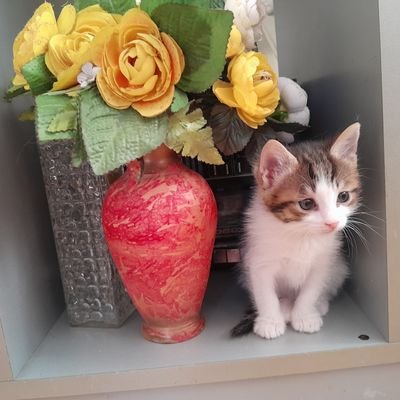 KedilerinAdami's profile picture. Mehmet Can YILDIRIM 
Her şey güllük gülistanlık olacak olsaydı gerçekten imtihan olmazdı!