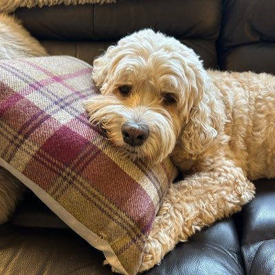 Hi I am Barney a 12 year old cockapoo would is not disobedient just independent and do what I. Dad just clears up after me 😂😂