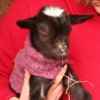 Ar3y_3D's profile picture. MAKE A GOAT GREATEST OF ALL TIMES
follow @sukeri__ and @toffreex
banner by @vikitodraws