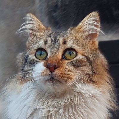 PIBXiNCOHERENTX's profile picture. Me aburro y dejo las cosas a la mitad