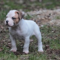 FattDog (@markgoetz3) 's Twitter Profile
