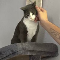 Jay (Cat Father) (@brianmode_) 's Twitter Profile