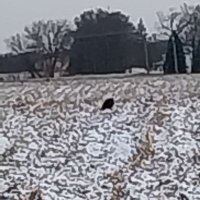 SusanRemember (@remember_susan) 's Twitter Profile