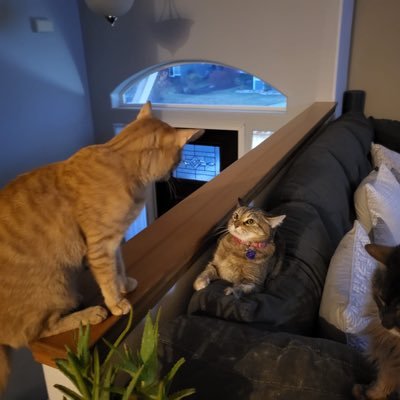 LaurenASxo Profile Picture
