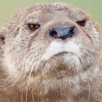 Ugly Bob (@uglybob0) 's Twitter Profile