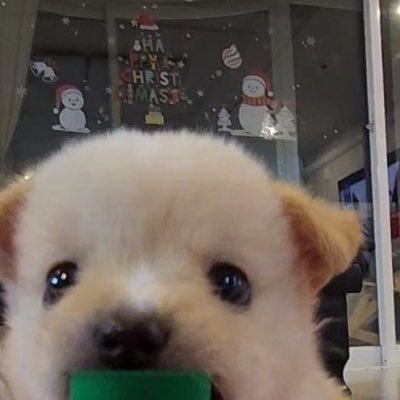 princessuang's profile picture. 랜덤 계정.