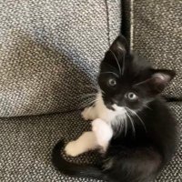 Manuciao & Maledugatto (@gigetto66436031) 's Twitter Profile Photo Manuciao & Maledugatto (@gigetto66436031) 's Twitter Profile Photo