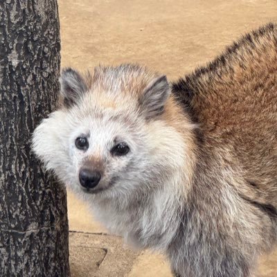 たぬきやきつね、もふもふな動物が好き！