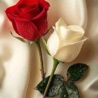 Roza Shami (@shamiroza15078) 's Twitter Profile