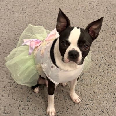 Mom 1st, Boston Terriers rule me. Go Browns & Buckeyes . Twins are cool.RN 🚫DMs
