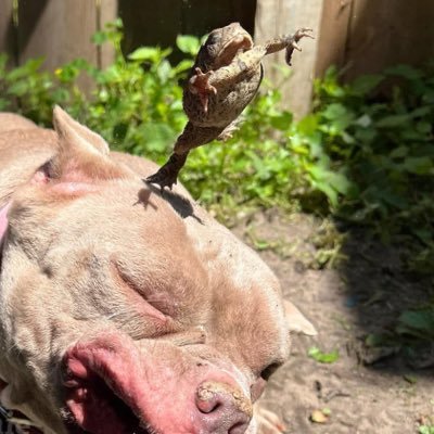 casadeldank's profile picture. my page is going to be filled with a lot of music 😂😛 and boxers 😍snap: Finnthe.human12 😜