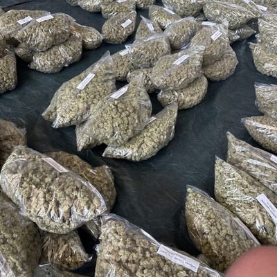 Dealer Of All Kind Of Topshelfs And High Grades Buds Page Strictly For Entertainment 21+ Only, Click Link Below To Join Potato Chat Channel For Updates 💯🤝