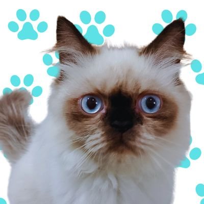 shirothecat4444's profile picture. Meow 😺 
I am SHIRO 🐾🐾 😺😺