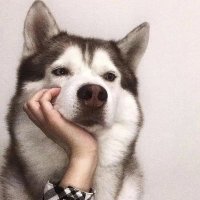 Astra(互fo 冲5000粉) (@zhangsan0211) 's Twitter Profile
