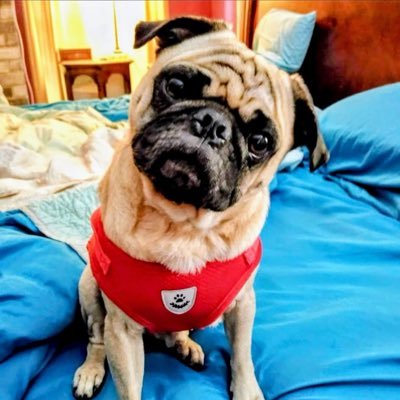 armypug's profile picture. Mass Communications