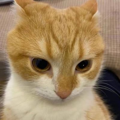 sarasyuki's profile picture. 